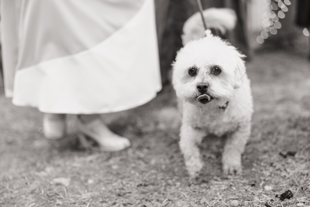 Photo of J. Andrew's dog, Auggie